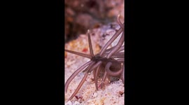 Sea Creature Looks Like An Alien