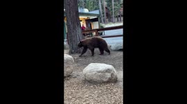 Black Bears Feast on Trash