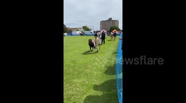 Horses and their people have found their match parading in pairs in Polgrove Park in Bexhill-on-Sea Horse and Dog Show