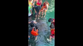 Tourists feed giant stingray at beach in the Philippines