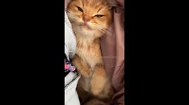 Ailing cat musters strength to caress owner's face