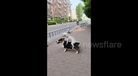 Pet poodle piggybacks on Corgi