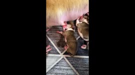 Heroic pet owner revives newborn corgi puppy after near-death experience in China