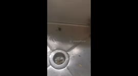 Attempt to flush mouse from sink backfires in China