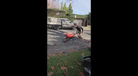 Wheelbarrow apprentice's rough start