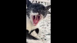 Exhausted Cat Sleeping Like a Log -