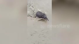 Elephant calf rescues from river in northeastern India