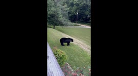 Mother bear and cubs roam near Townsend cabin