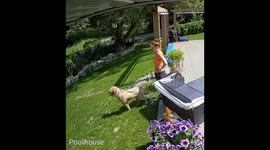 Dog's squirrel chase sends owner tumbling in Niagara-on-the-Lake