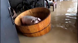 Chinese owner attempts to save pig from floods by placing it in bathtub