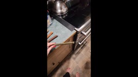 Labrador Retriever Knows What Treats He Likes