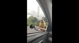 Pet parrot sits on car perch while dancing to radio