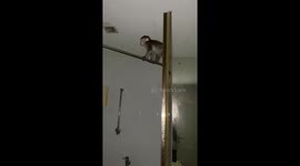 Driver finds injured baby monkey in car before rehabilitating it at home