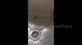 Attempt to flush mouse from sink backfires in China