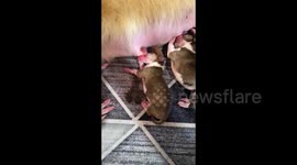 Farm owner saves newborn puppy in critical condition