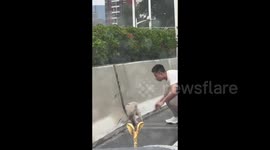 Rolls Royce driver stops to rescue stranded dog on overpass in China