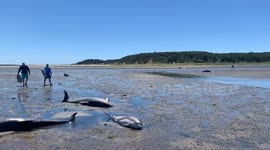 Dolphins Stranded by Low Tide in Cape Cod