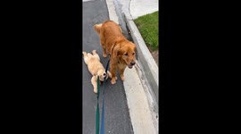Golden Retriever Puppy Holds On Tight