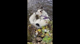 Border Collie Chilling in the Creek