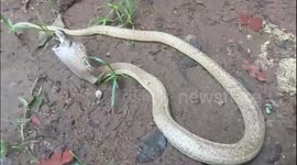 Indian cobra rescued after swallowing medicine bottle