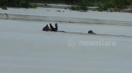 Heavy rain in kaziranga national park, Animal take shelter in Highlands in Eastern India