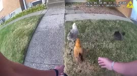Police officers chase four escaped chickens in Ohio