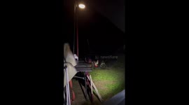Asian black bear rummages through campsite for food