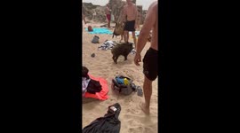 Wild pig causes commotion on La Maddalena beach in Italy