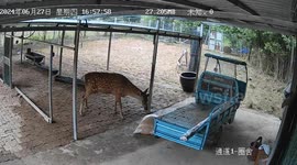 Hungry deer kicks little girl then runs away
