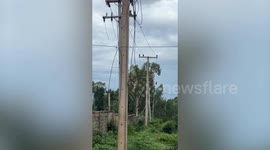 Mischievous monkey swings on electricity cables