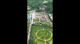 Siberian tiger cubs frolic in NE China's park