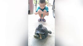 Turtle has bizarre lump like a mountain on its shell