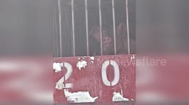 China: Firefighters Cool Down Pigs from Scorching Heat in Chengdu