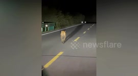 Tiger seen sauntering down road undisturbed by cars or headlights