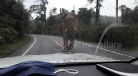 Angry wild elephant attacks oncoming car in Thailand