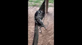 Adorable pet Dalmatian climbs into hammock