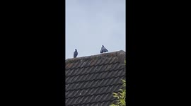 Two pigeons upto no good! Each have a go