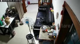 Jet of fermenting plum wine blasts opens fridge door and destroys sofa