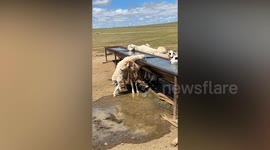 Mother sheep is stepping stone for lamb to get a drink