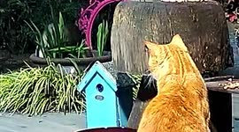 Hungry Badger Unbothered by Cat