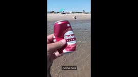 Labrador Fetches A Relaxing Drink