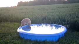 Wildlife Checking Out the New Pool