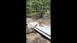 Pet dogs help to catch mice on farm in China