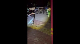 Mother bear and her two cubs wander through streets in Tibet