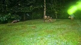 Fox and Badger Playing Together