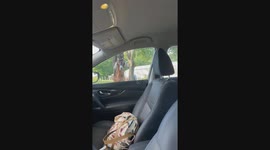 Goat Is a Drama Queen