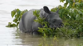 Wildlife rescuers save young rhino calf from eastern India flood