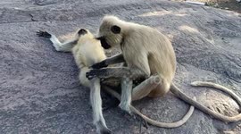 Loyal Langurs: Heartwarming Monkey Business in Stunning Detail!