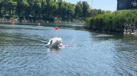 White Swan swimming at hight speed in the Malmö canal, Sweden.