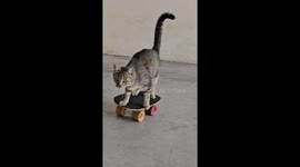 Kibrit The Skateboarding Cat